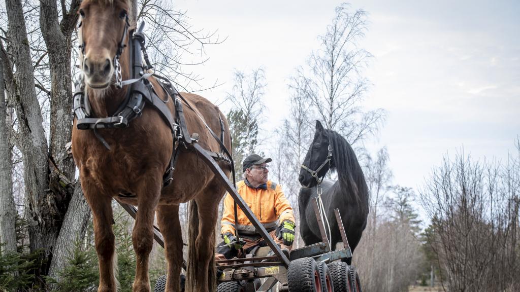 En man och hans Hästar