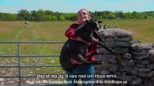 Keno♥Gotland - Lammklippning